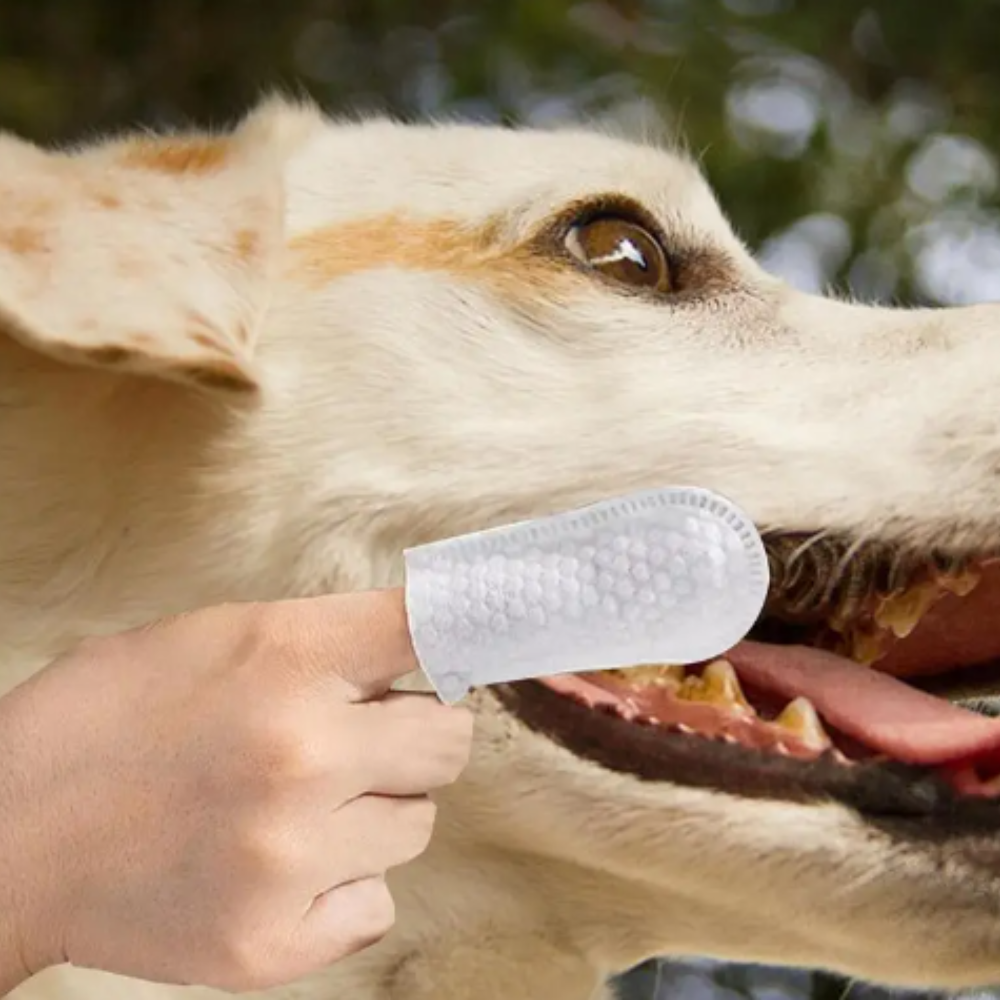 CleanDog - Lingette pour chiens